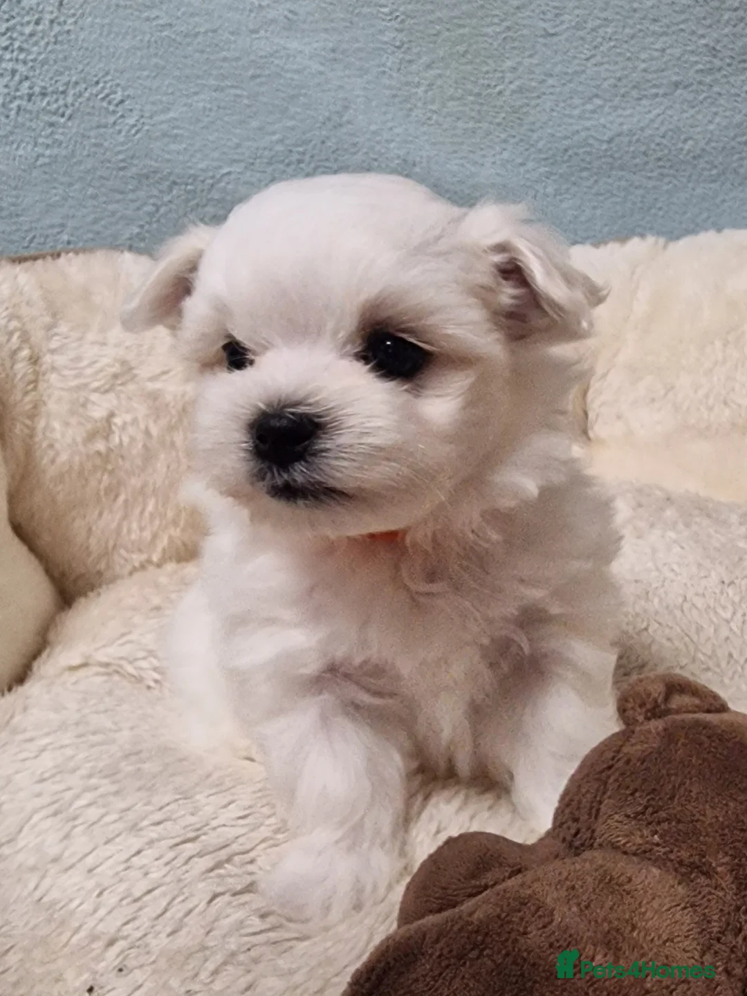 Maltese dogs for sale: Korean Maltese puppies for adoption - Advert 13