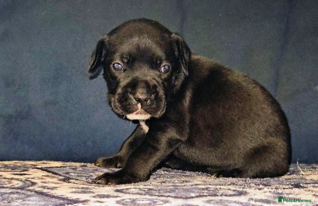 Mixed Breed dogs for sale: French bulldog x German short haired puppies - Image 9