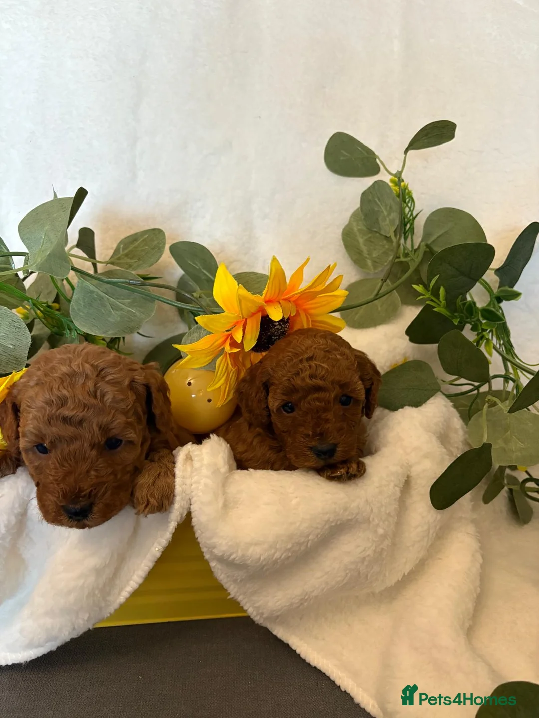 Cavapoo dogs for sale: F1b Fox Red Cavapoos - Advert 4