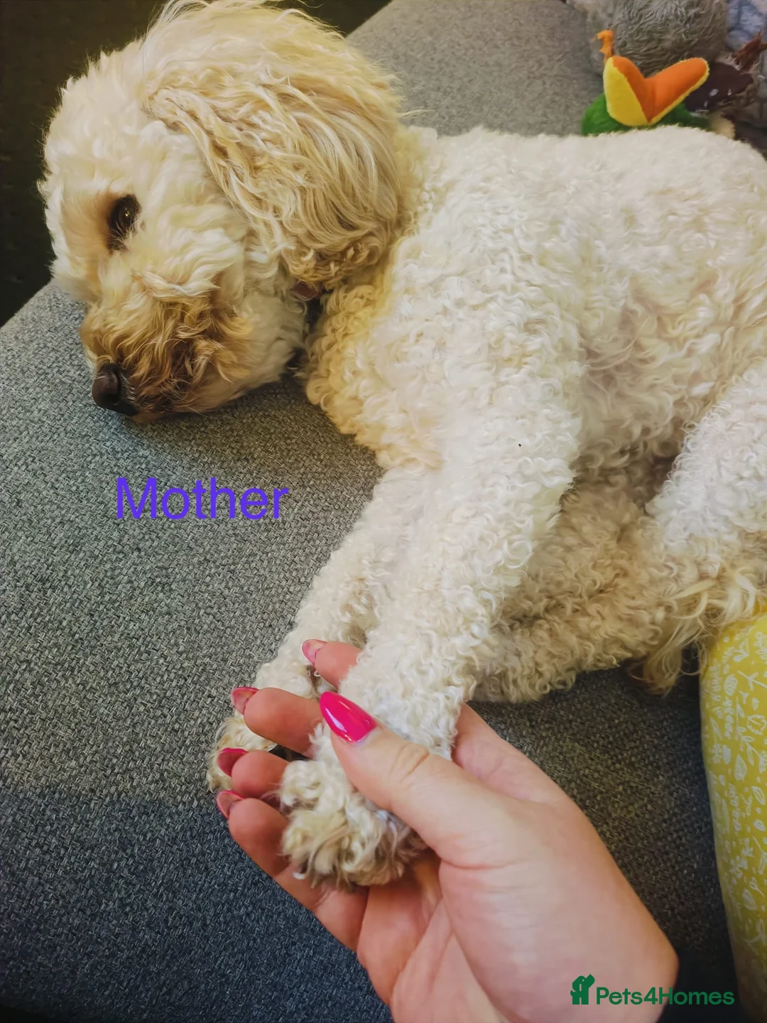 Poochon dogs for sale: Gorgeous Poochon Puppies near Glasgow - Advert 16