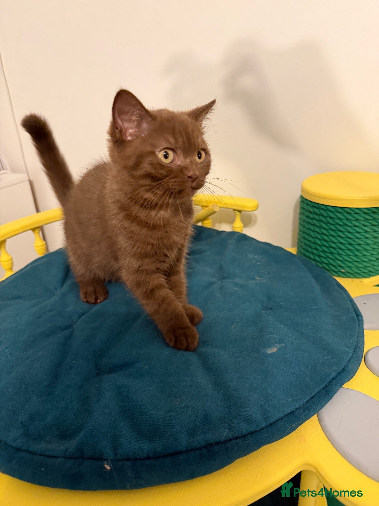 British Shorthair cats Tica registered BSH kittens ready for new parents! - Advert 2