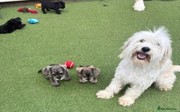 Schnoodle dogs for sale: Stunning litter of Schnoodle pups - Image 12