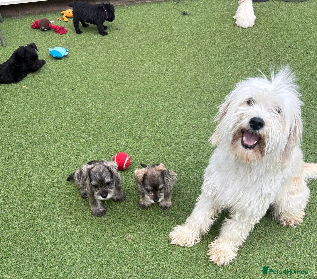 Schnoodle dogs for sale: Stunning litter of Schnoodle pups - Image 12