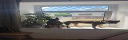 Mixed Breed dogs for sale: German Shepherd mix puppies  in Swansea - Advert 17