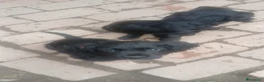 Cocker Spaniel Puppy 3