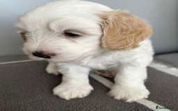 Cavapoo dogs for sale: 1 Female 4 Male - Image 2