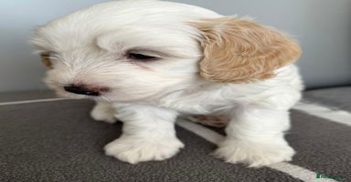 Cavapoo dogs - Advert 2