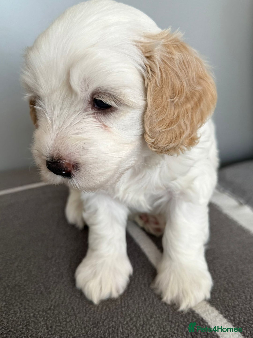 Cavapoo dogs for sale: 1 Female 4 Male - Image 2