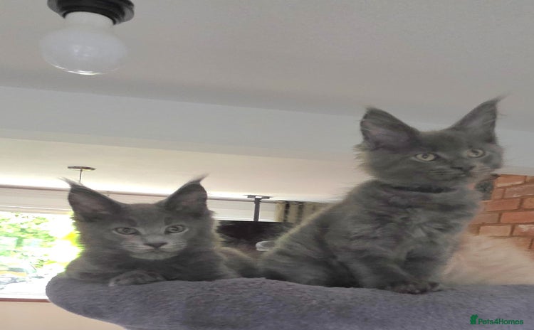 Maine Coon cats - Advert 5