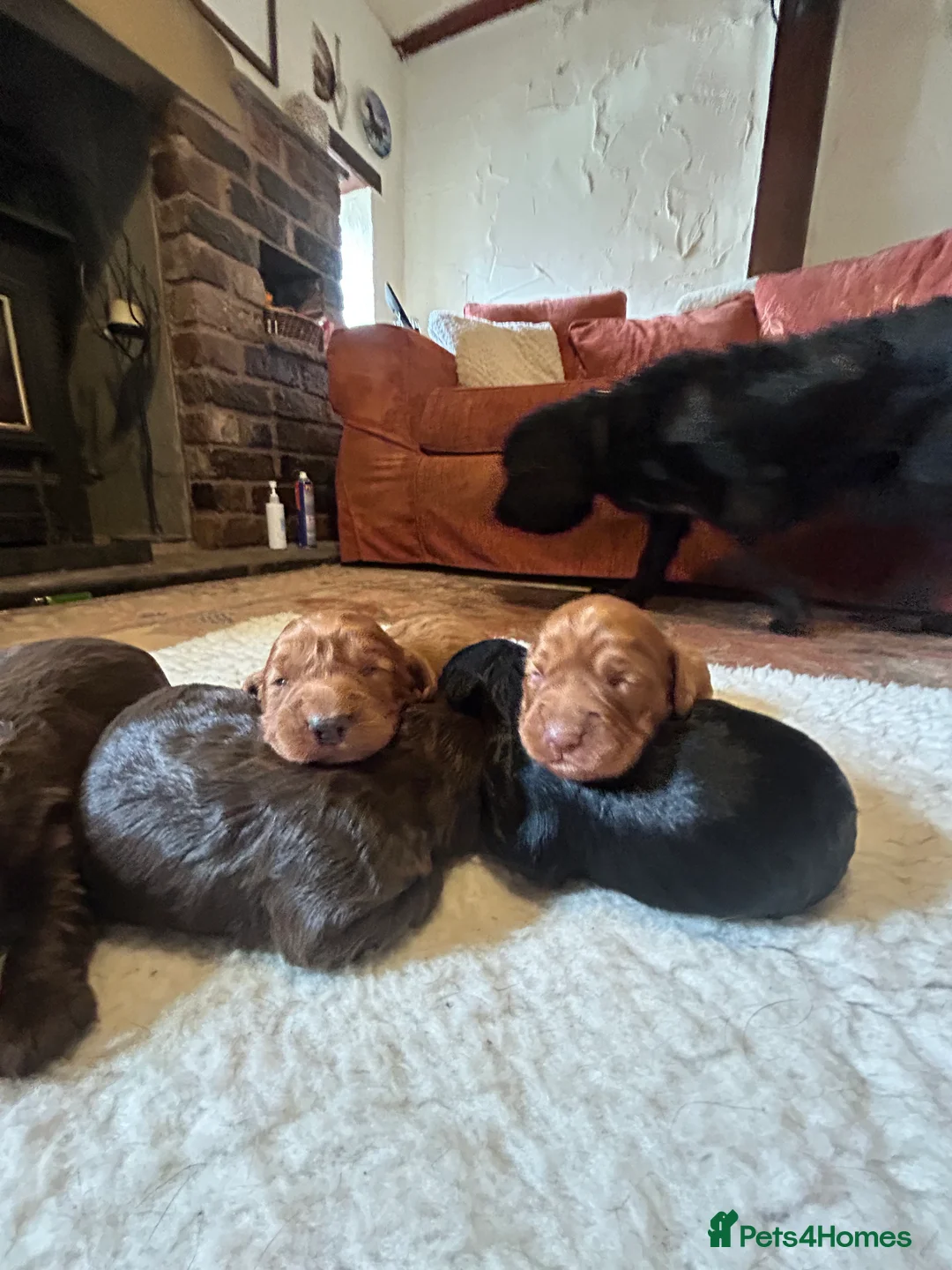 Cocker Spaniel dogs for sale: Working cocker spaniels - Advert 2