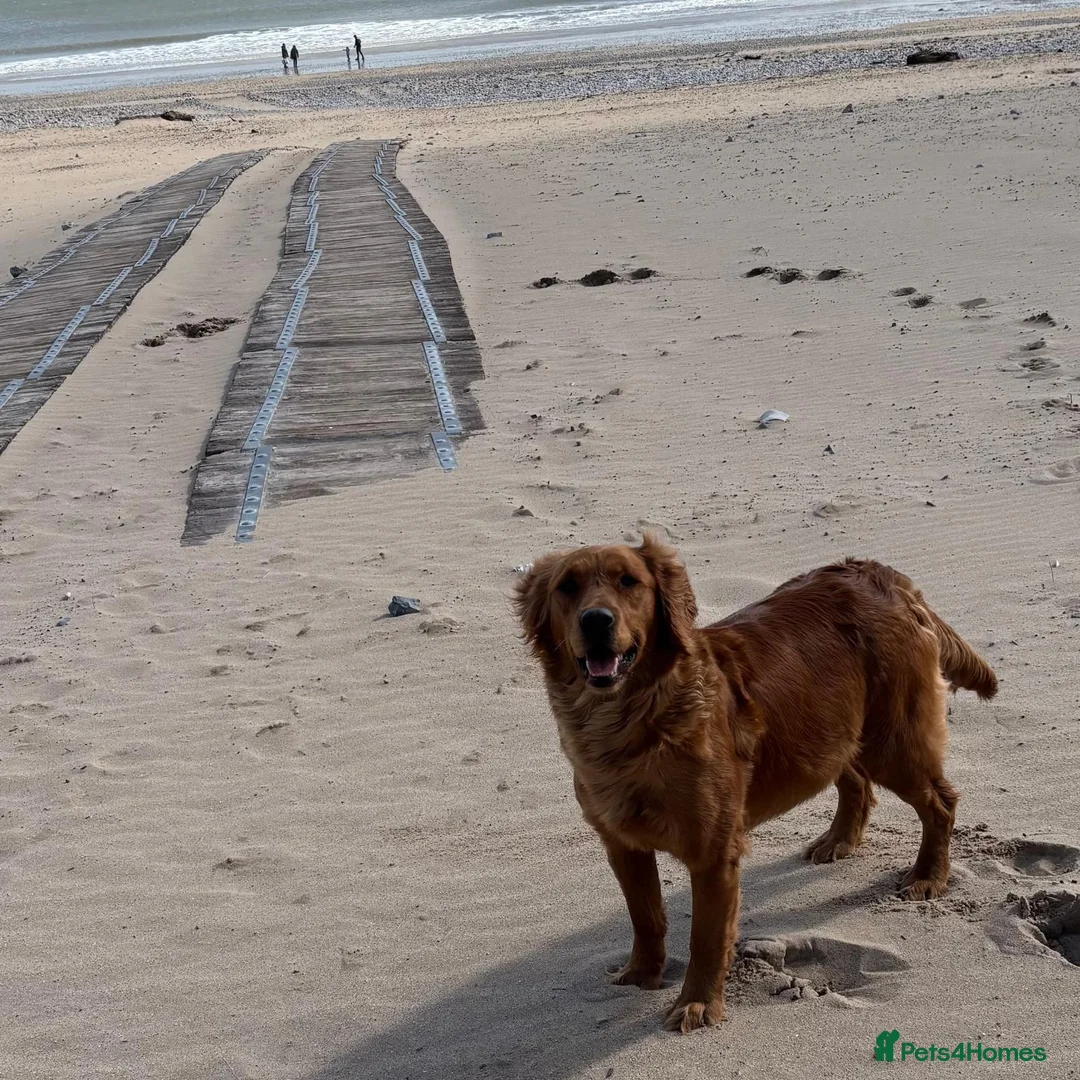 Golden Retriever dogs for sale: FOX RED, KC Reg puppies - Advert 12