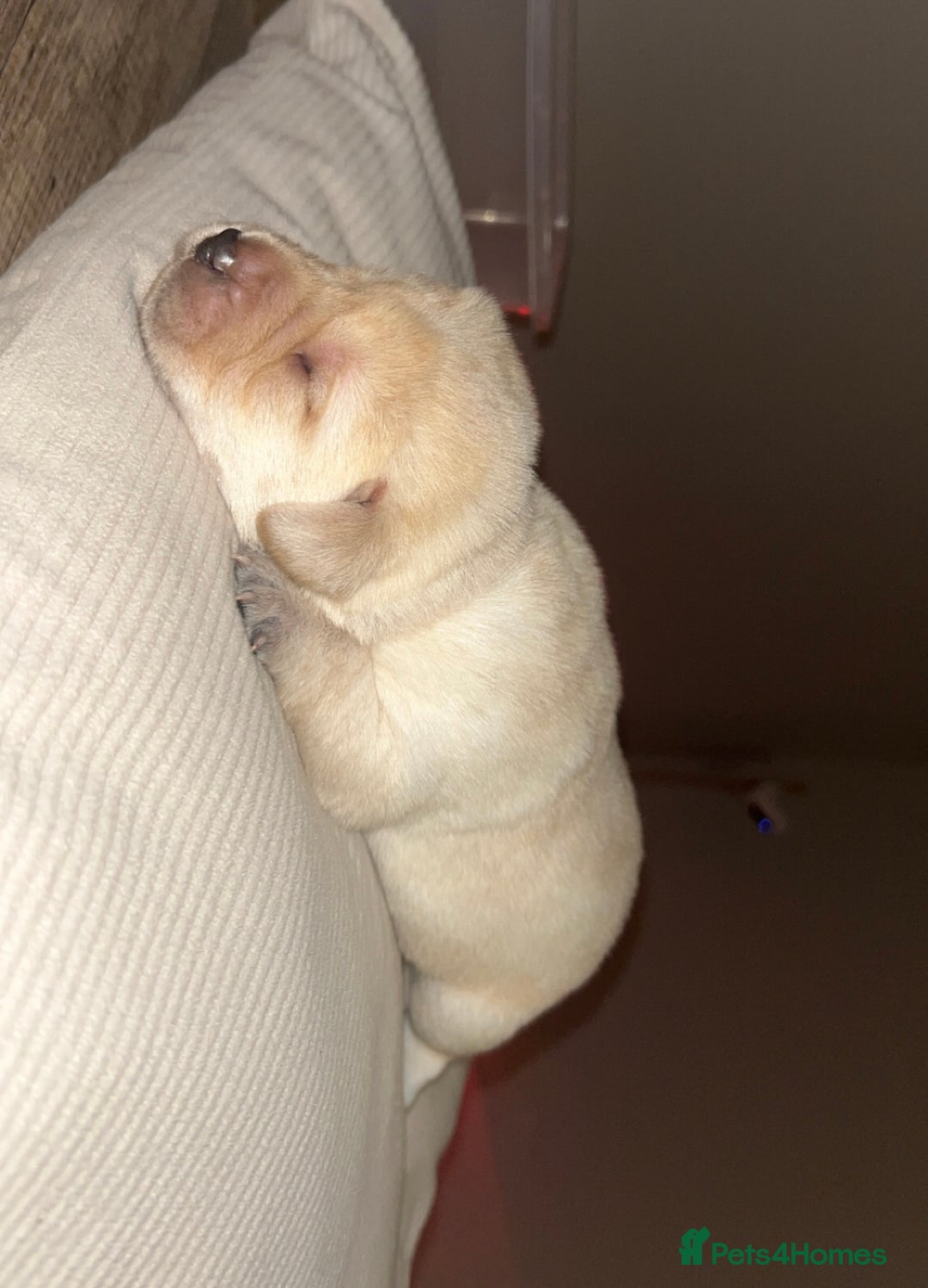 Labrador Retriever dogs for sale: Gorgeous Labrador puppies for sale  - Advert 9