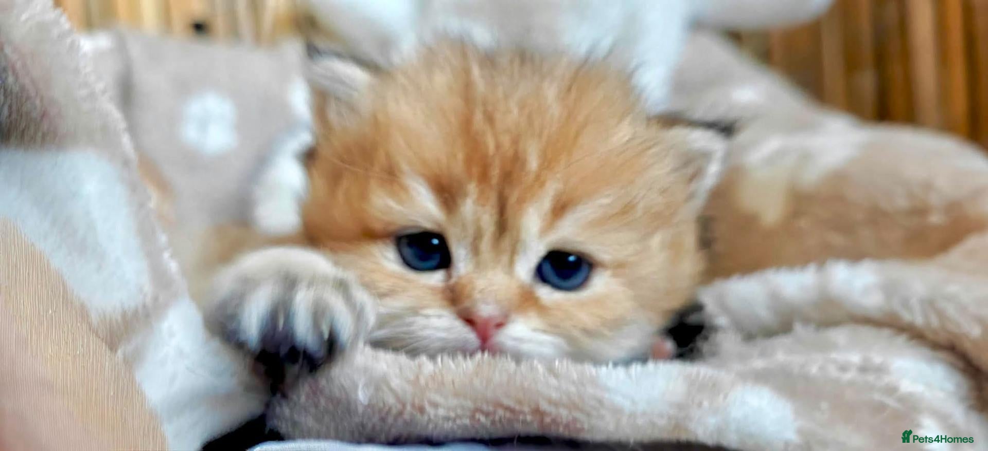 British Longhair cats for sale: British angels 😇🐾 - Advert 13