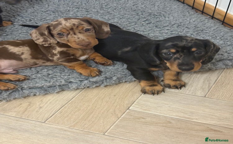 Miniature Dachshund dogs for sale - Advert 1