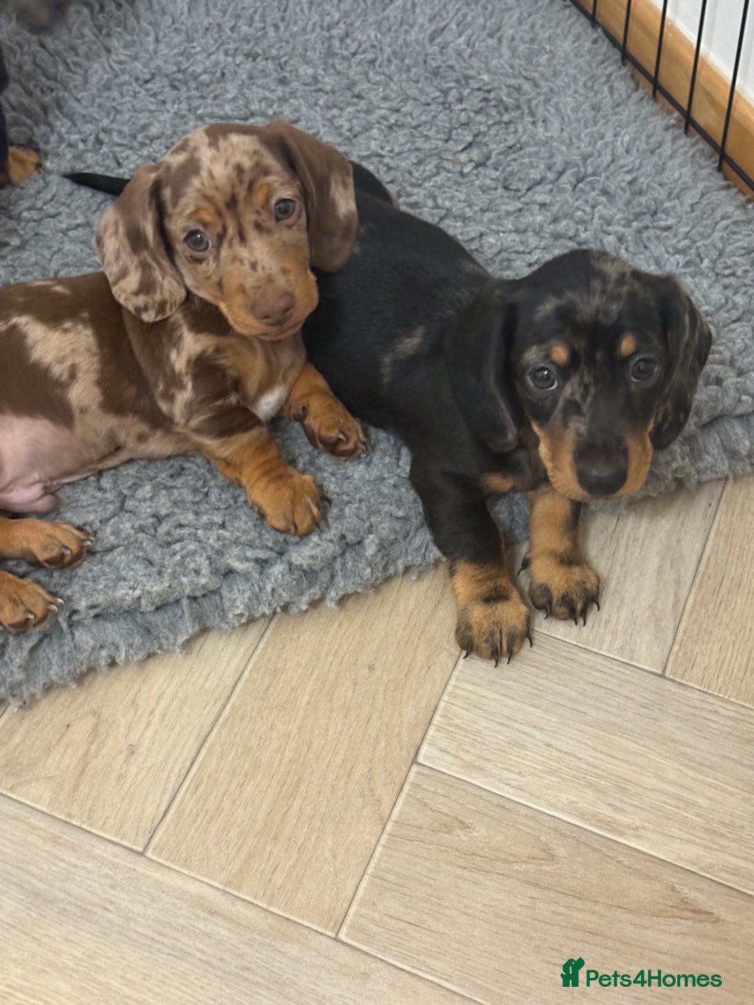 Miniature Dachshund dogs for sale: READY NOW - 2 boys left - KC registered  - Image 1