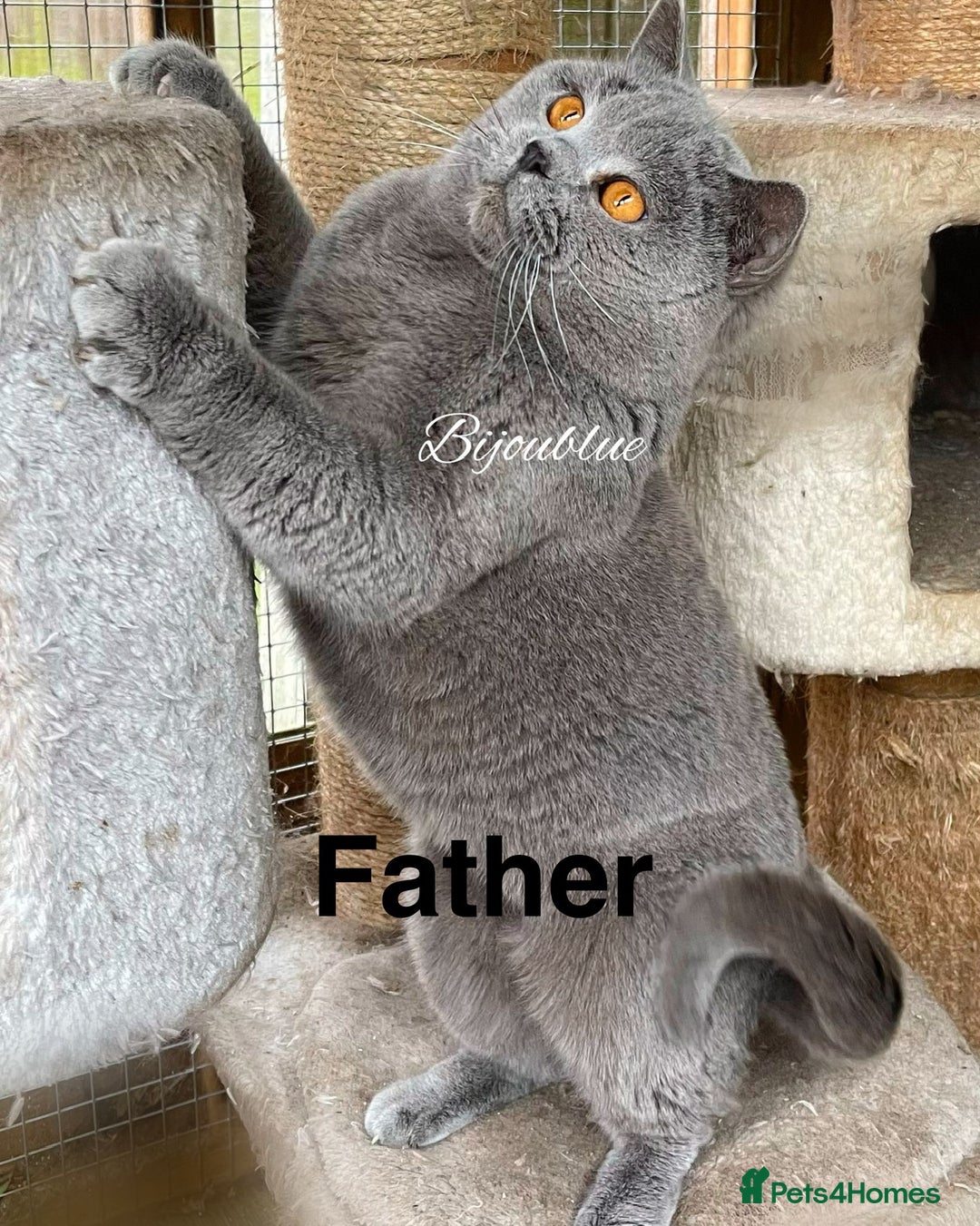 British Shorthair cats for sale: 🏆GCCF & TICA Pedigree Kitten, DELIVERY AVAILABLE! - Image 3