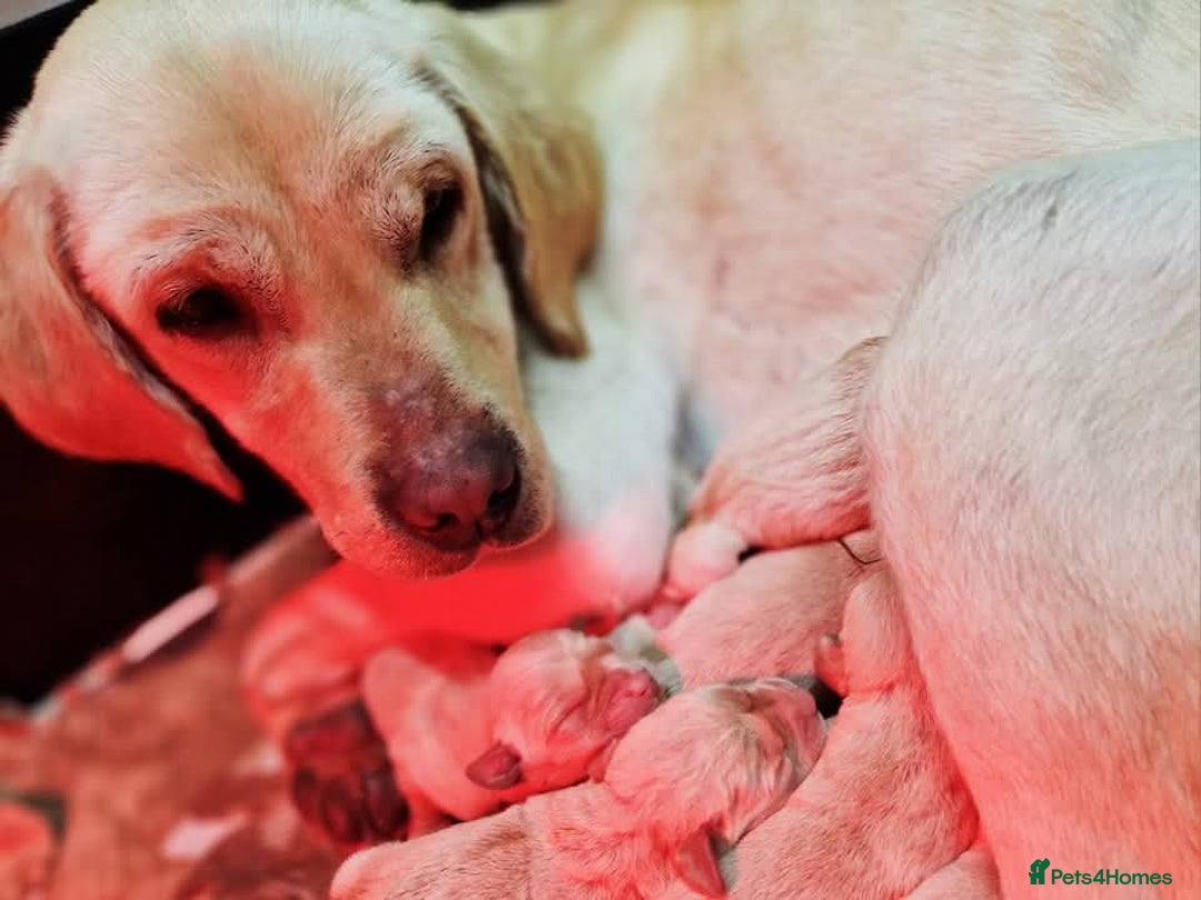 Labrador Retriever dogs for sale: Yellow Labrador Puppies  - Image 5