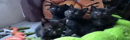 Scottish Fold cats for stud: We have 5 adorable kittens for sale  in Darlington - Advert 13