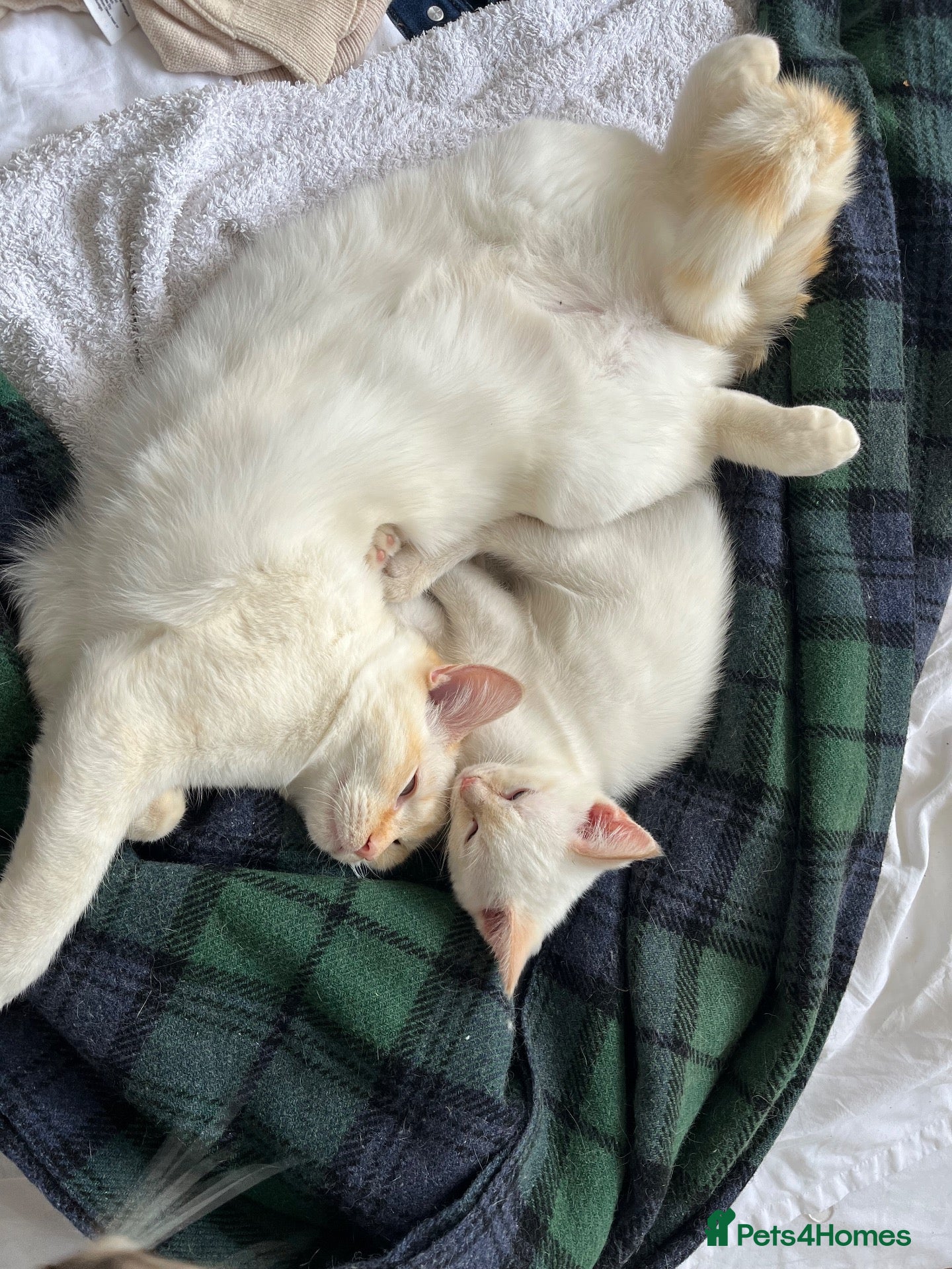 Ragdoll cats Gorgeous Ragdoll Kittens - Advert 6