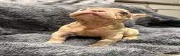French Bulldog dogs for sale: Luxury French Bulldog Puppies for Sale - Advert 8