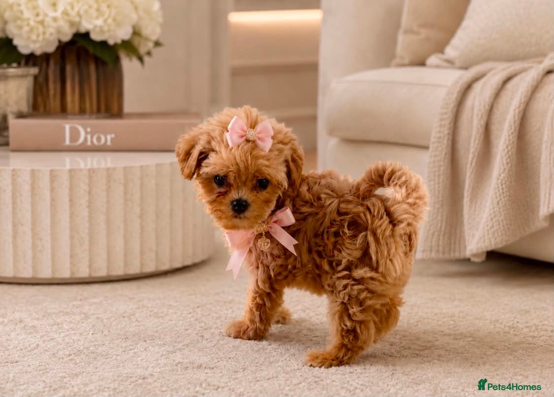 Maltipoo dogs Unique Love -Tiny Asian Maltipoo  - Advert 1