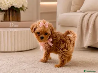 Maltipoo dogs Unique Love -Tiny Asian Maltipoo - Advert 1