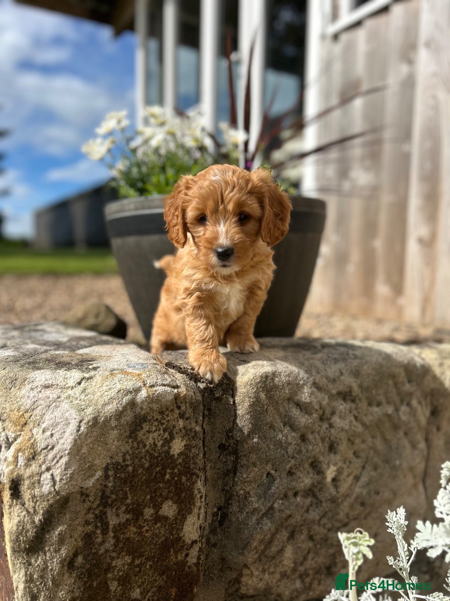 Cockapoo dogs 1 Golden girl Cockapoo Pup (READY TO LEAVE) - Advert 1