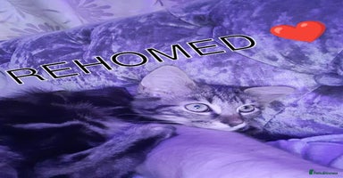 Ragdoll cats - Advert 16