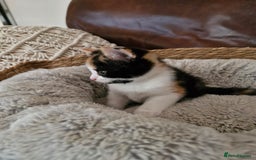 British Longhair cats for sale: 3 female bsh cross  - Image 6