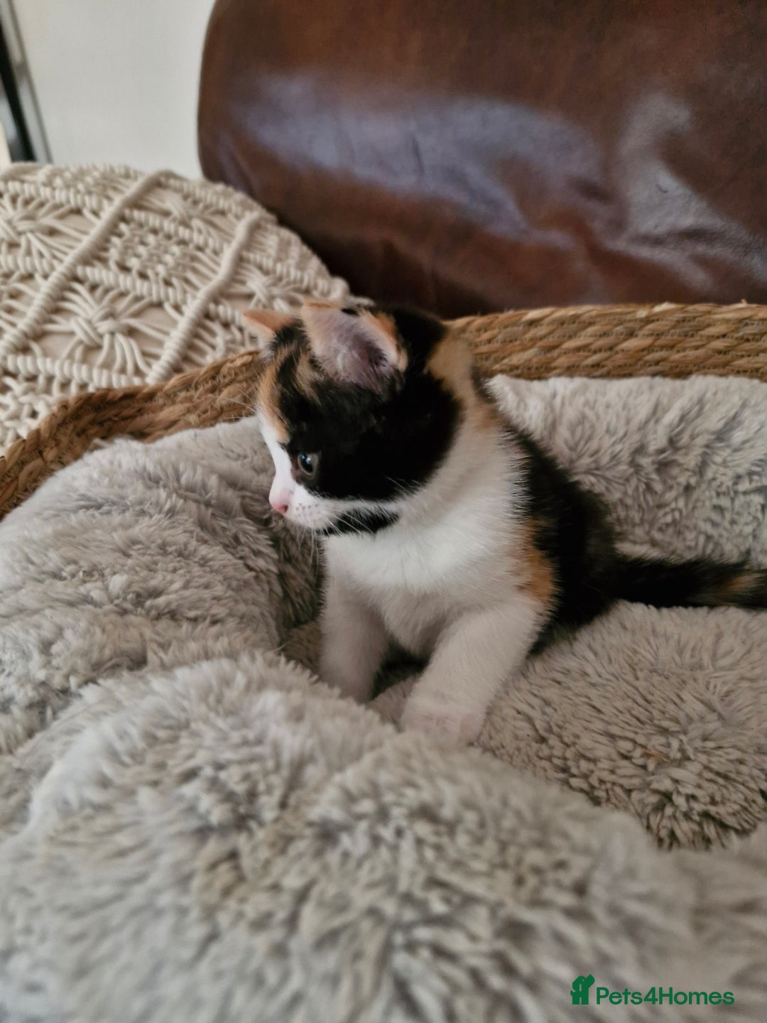 British Longhair cats for sale: 3 female bsh cross  - Image 6