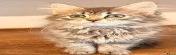 Siberian cats for sale: New imported lines Siberian kittens - Advert 9