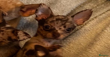 Mixed Breed dogs - Advert 10