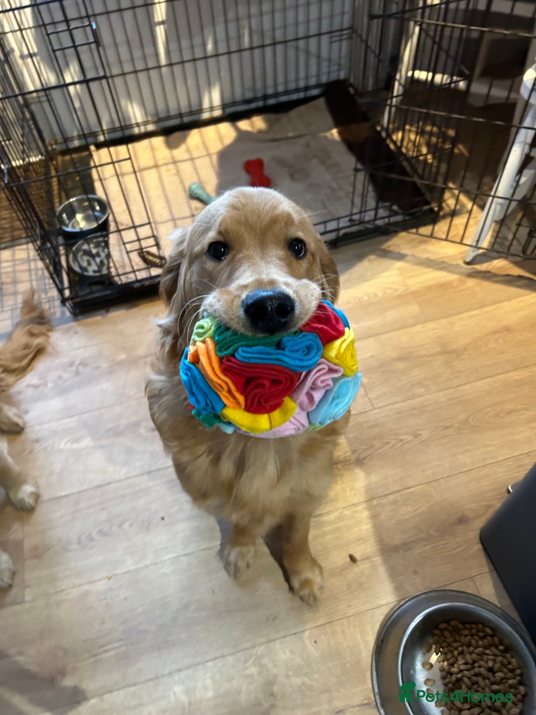 Golden Retriever dogs for sale: 💛Monty – Handsome Golden Retriever (7 months old) - Advert 5