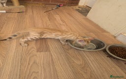 Bengal cats for sale: Bengal Kittens Purebred with Champion Lines  - Image 8