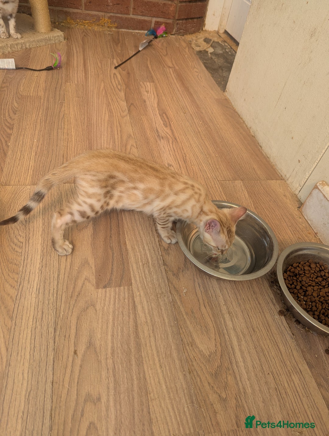 Bengal cats for sale: Bengal Kittens Purebred with Champion Lines  - Image 8