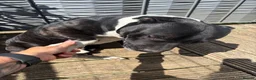 American Bull Staffy dogs for sale: Loving American Staffy looking for a forever home - Advert 6
