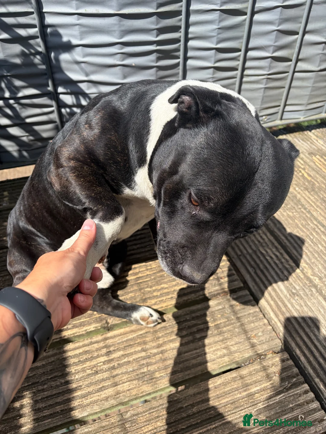 American Bull Staffy dogs for sale: Loving American Staffy looking for a forever home - Advert 6
