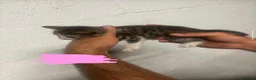 Mixed Breed cats for sale: kittens for sale telford  in Telford - Advert 6