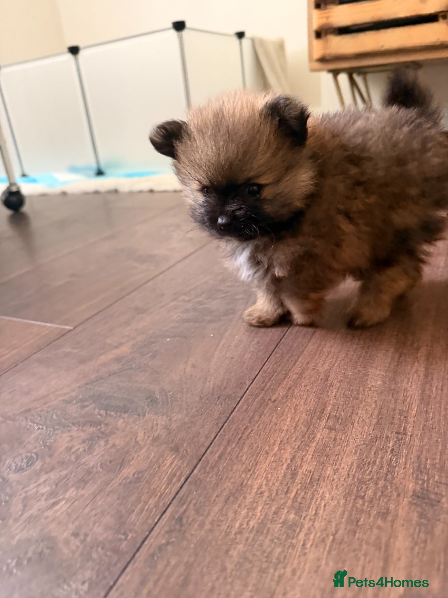 Pomeranian dogs 2 amazing males available - Advert 2