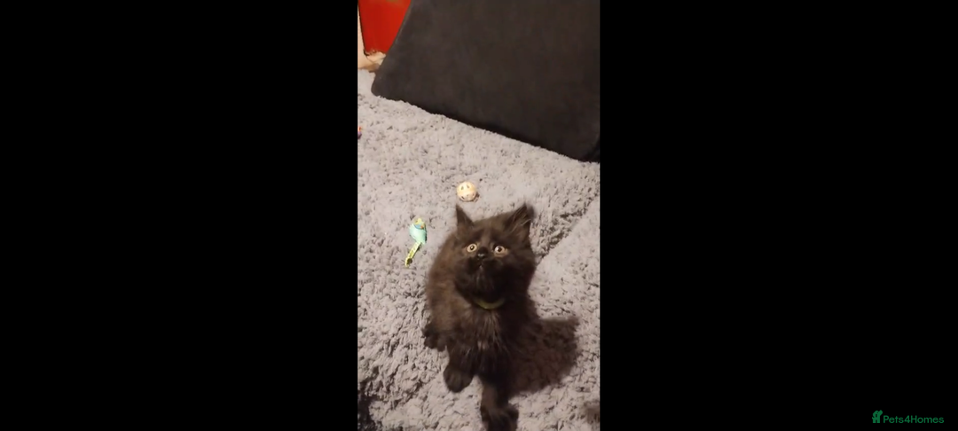 Maine Coon cats for sale: Adorable Maine Coon kittens in Manchester  - Advert 10