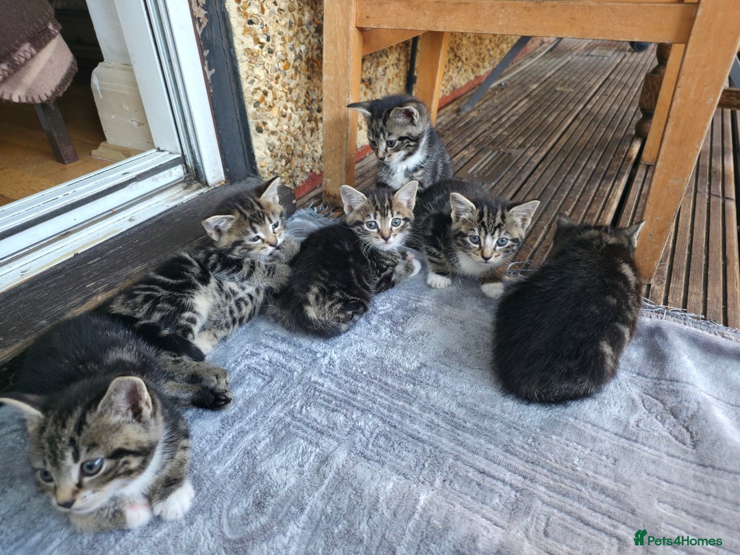 Mixed Breed cats for sale: Cute Kittens for sale (ASAP) - Image 13