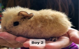 Guinea Pig rodents for sale: Male guinea pigs - Image 3