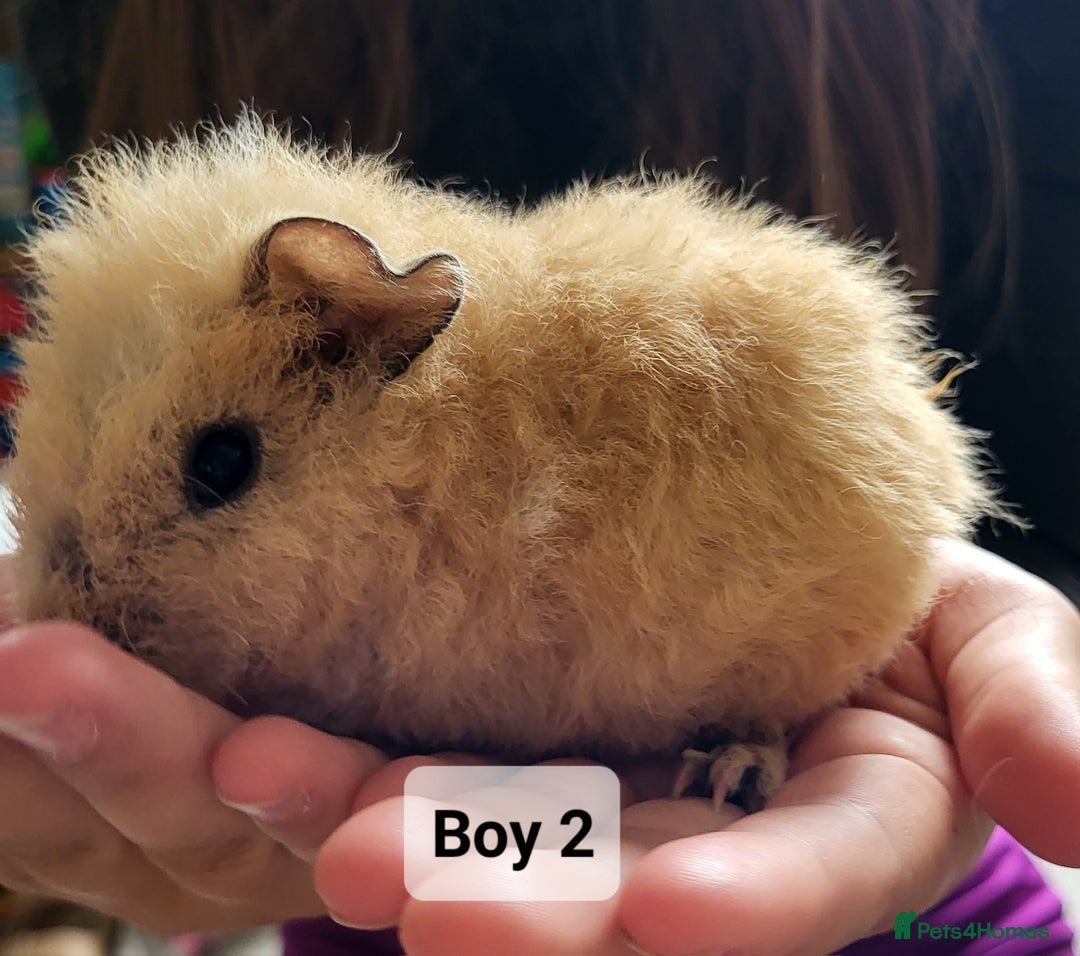 Guinea Pig rodents for sale: Male guinea pigs - Image 3