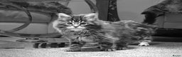 Maine Coon cats for sale: MAINE COON KITTENS - Advert 7