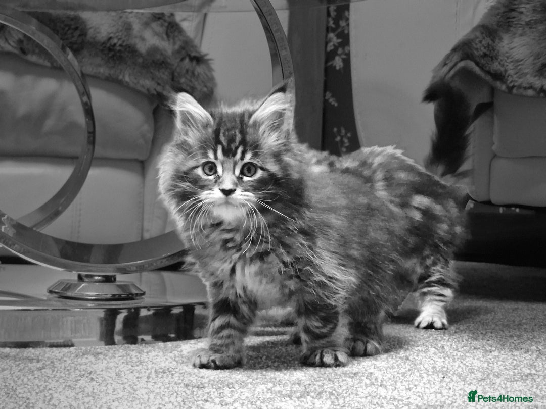 Maine Coon cats for sale: MAINE COON KITTENS - Advert 7
