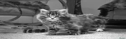 Maine Coon cats for sale: MAINE COON KITTENS - Advert 2