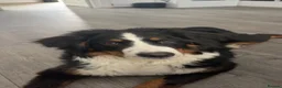Bernese Mountain Dog dogs for sale: Bernese mountain dog puppy  in Leeds - Advert 8