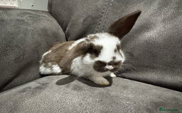 Mini Lop rabbits for sale: Stunning Mini Lop Bucks  - Image 12