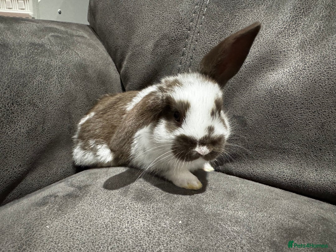 Mini Lop rabbits for sale: Stunning Mini Lop Bucks  - Image 12