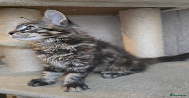 Maine Coon cats - Advert 8